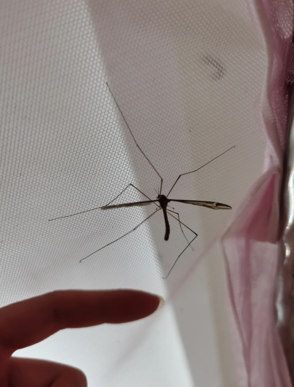 给你们看看南方的蚊子有多大