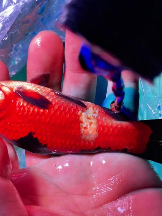 家中养鱼必备亚甲基蓝,治好烂尾烂身就靠它