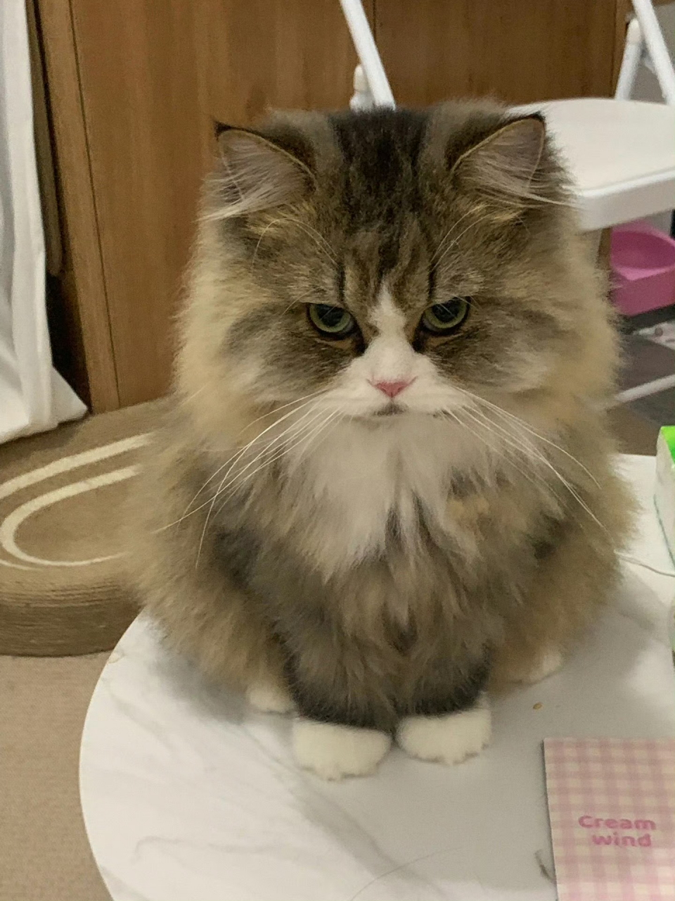 这只猫咪生气的样子,也太可爱了吧!