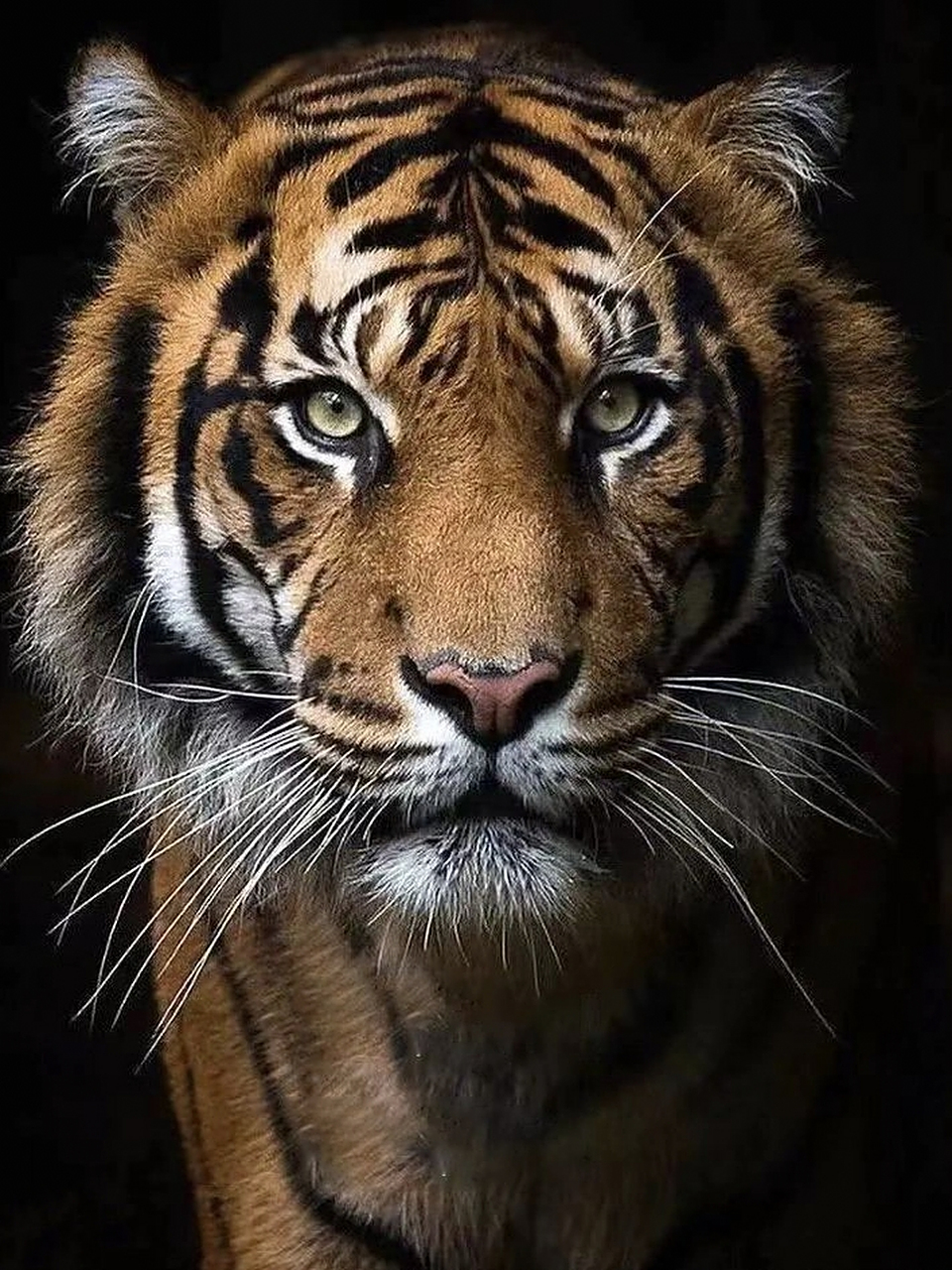 东北虎,别名西伯利亚虎,是我国一级保护动 物,也是世界上体型最大的