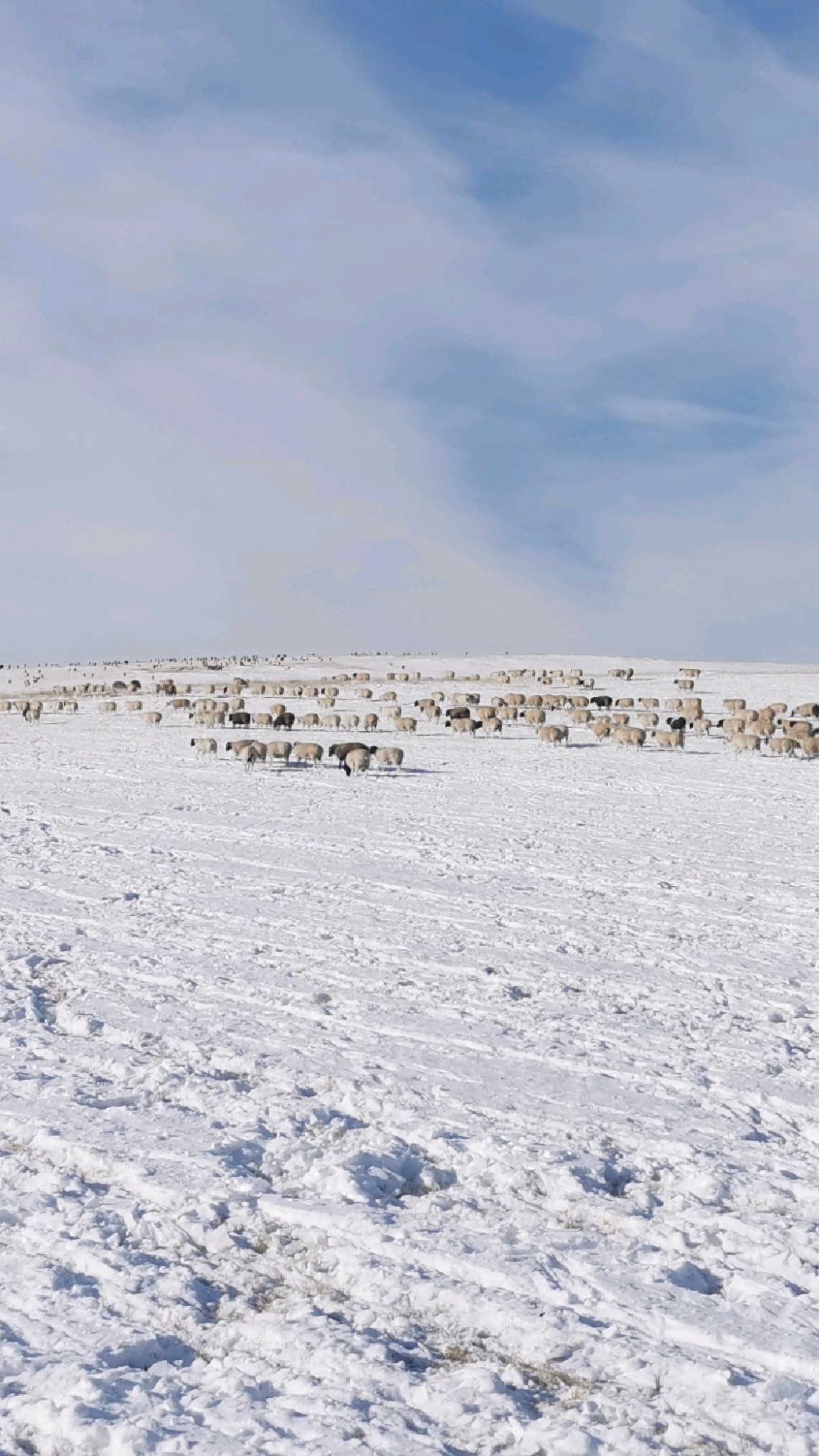 锡盟郭勒冬牧场