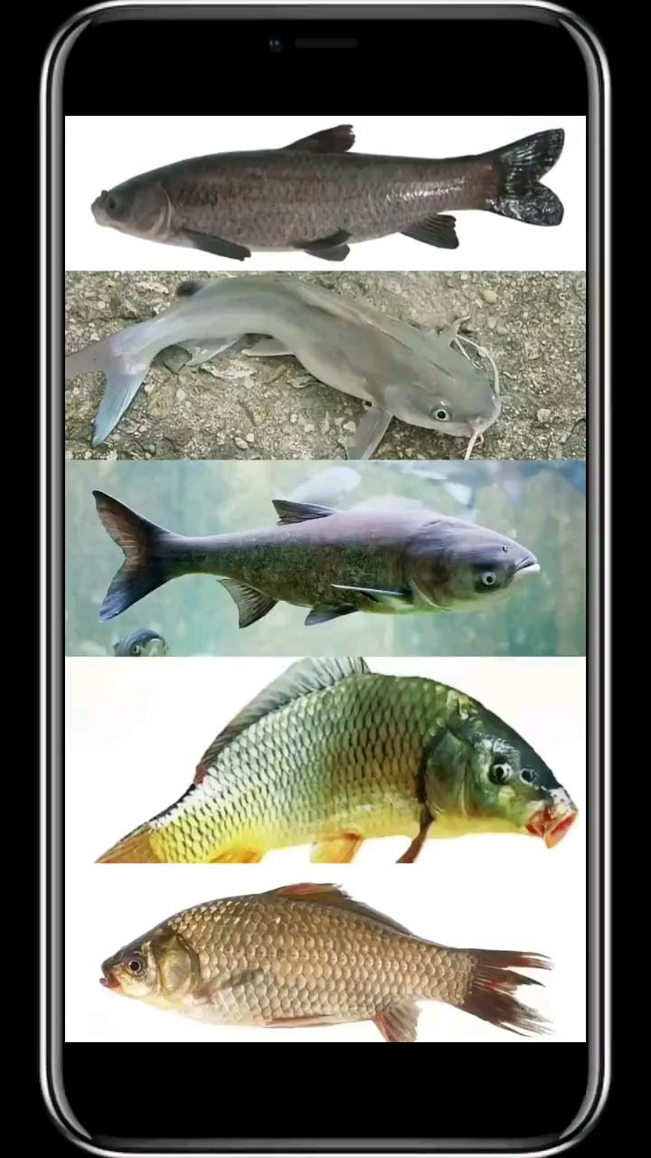 各种鱼生活的水层