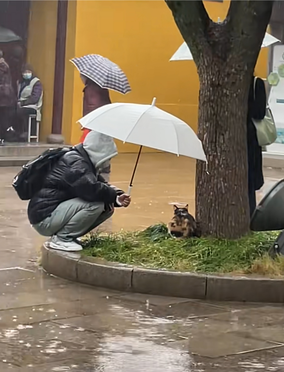 下雨了,一位有爱心的帅哥在为猫咪撑伞……[心]#关爱流浪猫