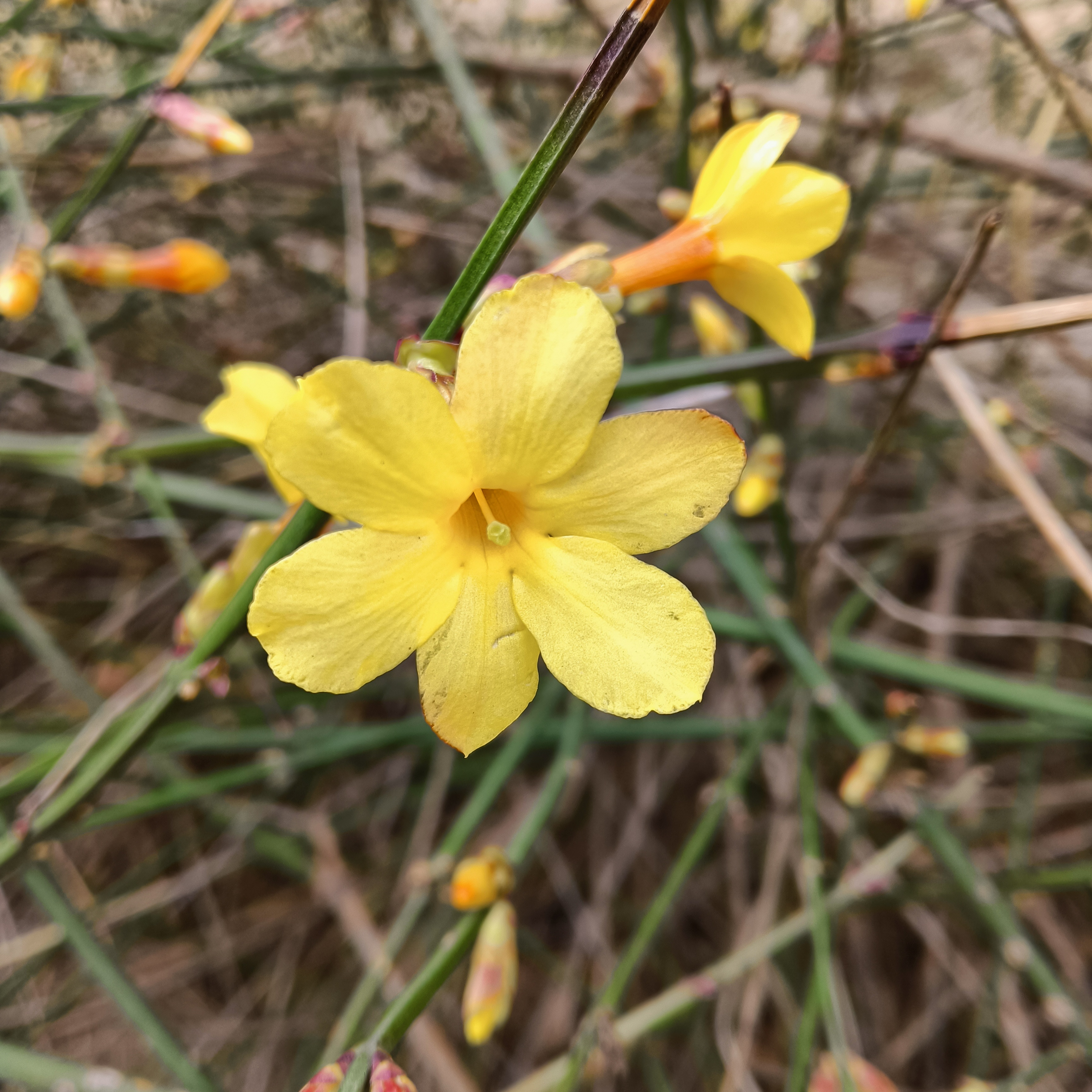 一朵小黄花图片大全图片