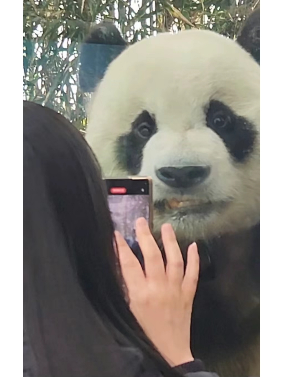 大熊猫的叫声是什么样的呢?