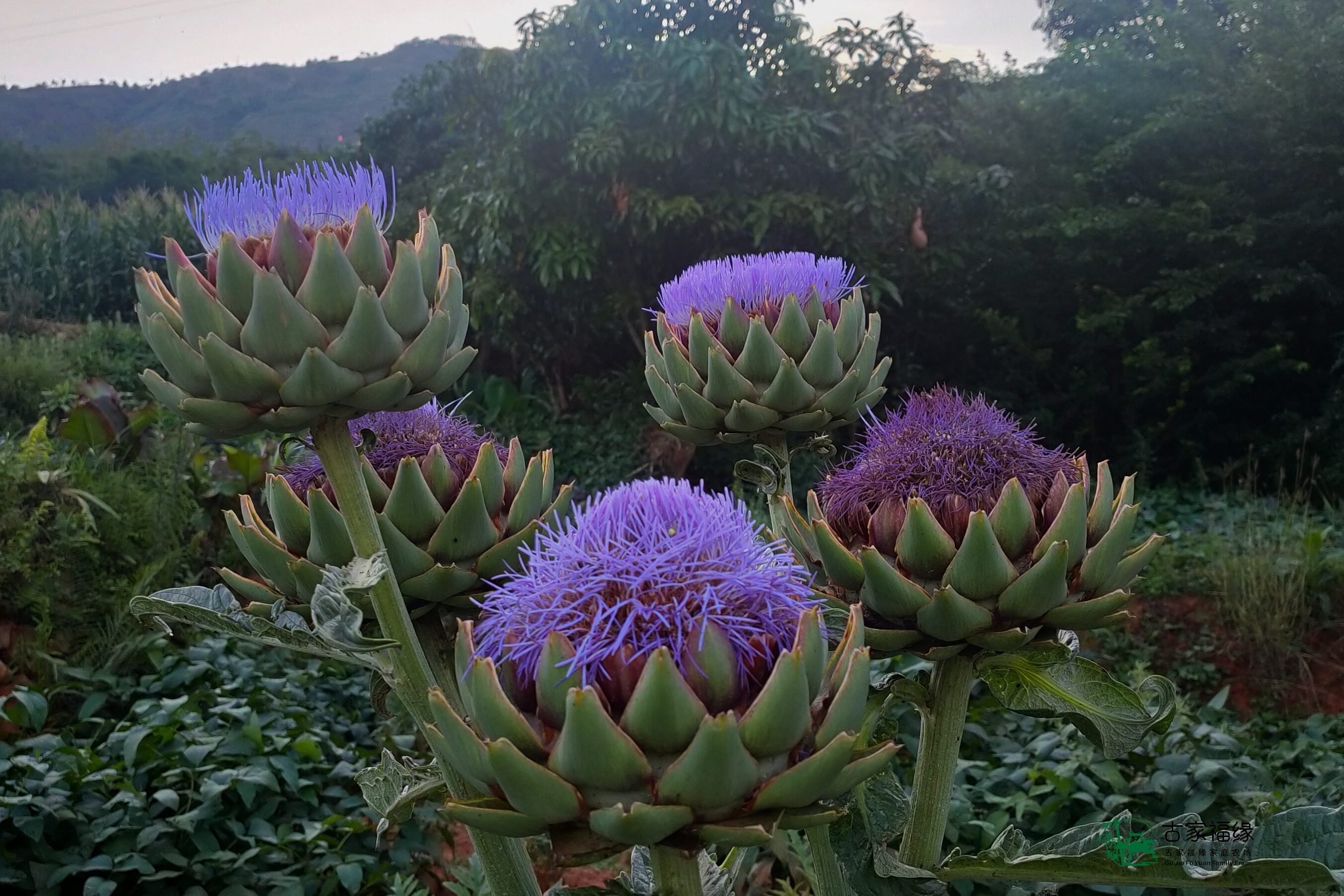 洋蓟,健康美味源于种植