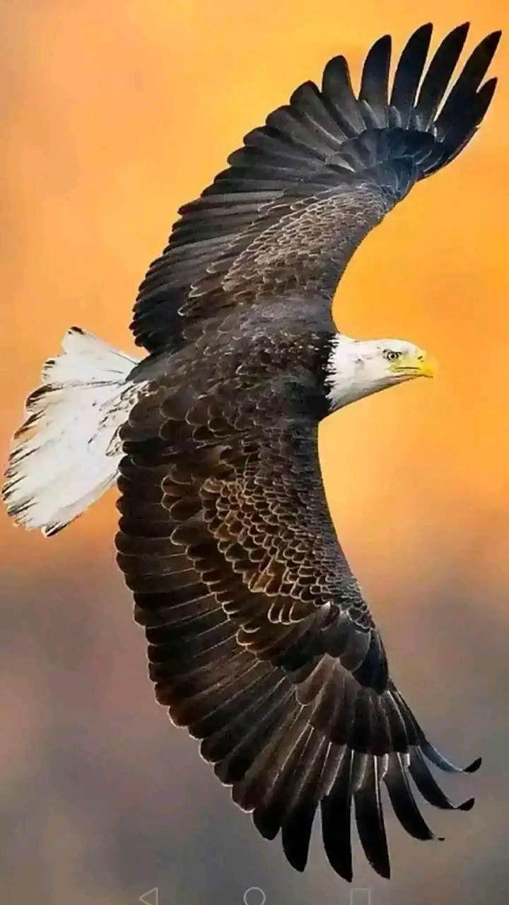 美美好运7515雄鹰展翅直上九霄90迎接那曙光90铁翅冲破云雾