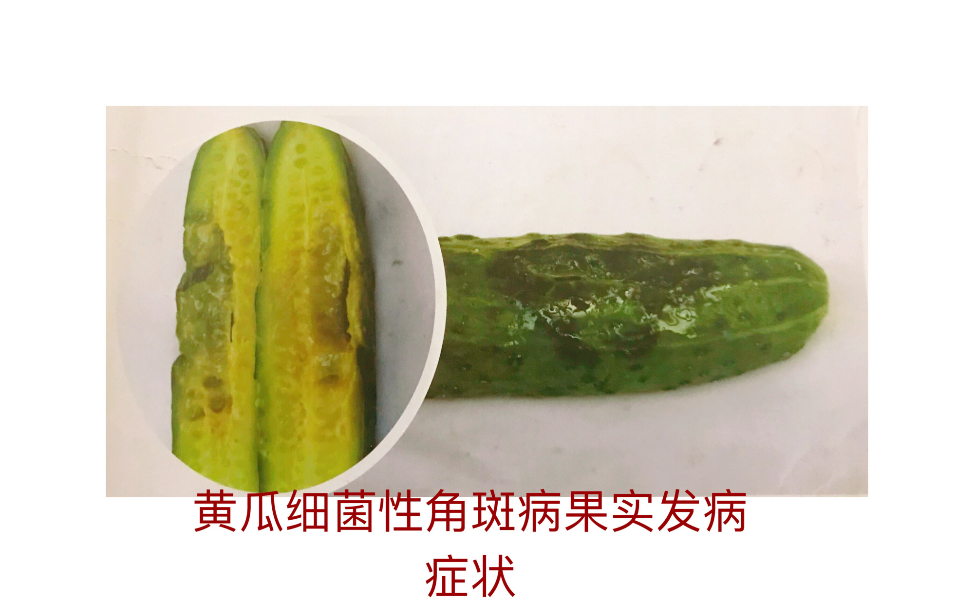 黄瓜细菌性角斑病的症状与防治方法