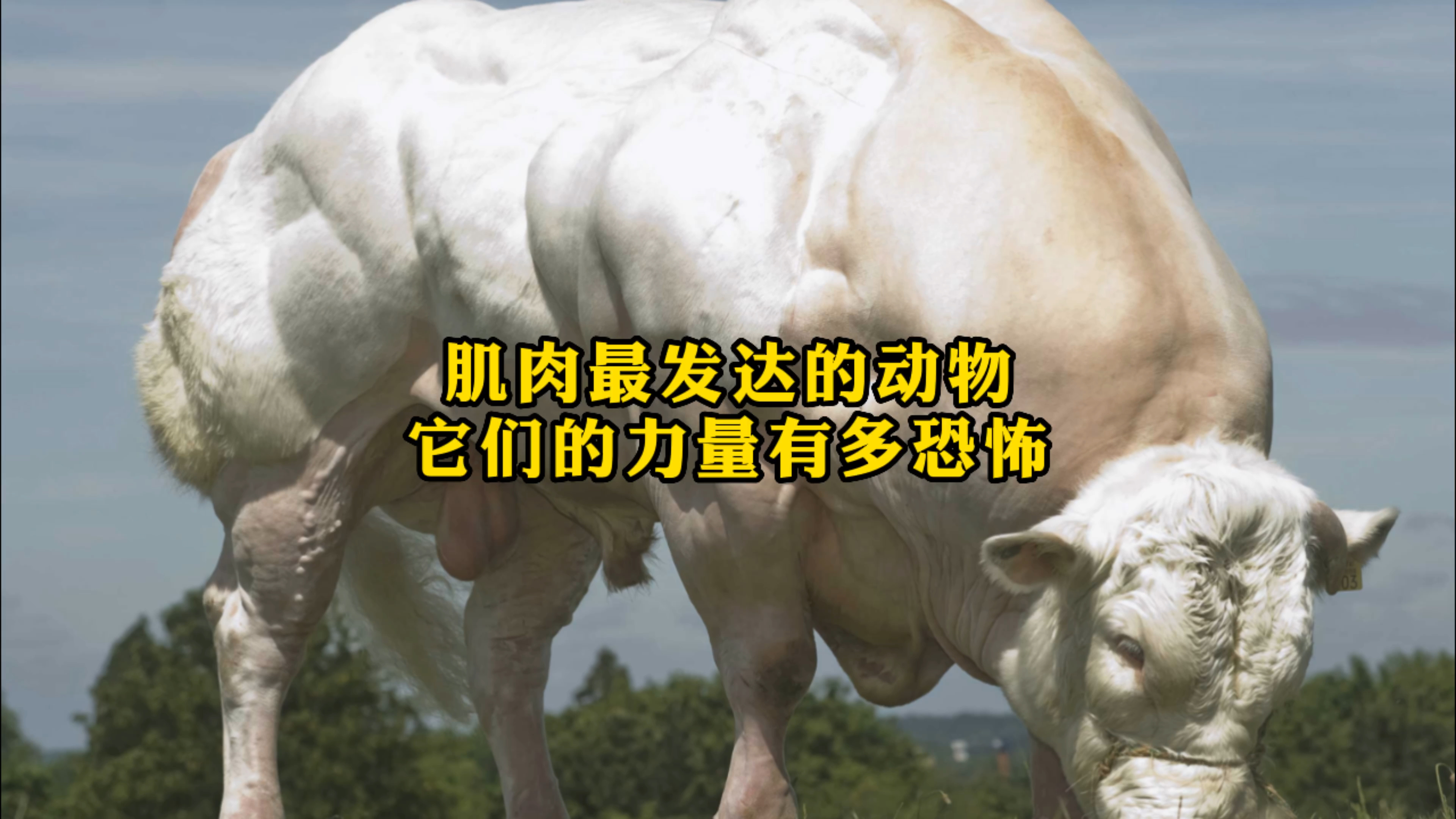 肌肉最发达的动物