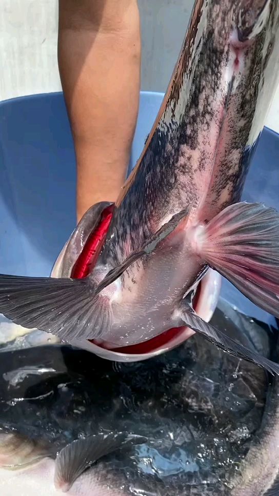 这种澜沧江大花鲢你不有吃过?-度小视