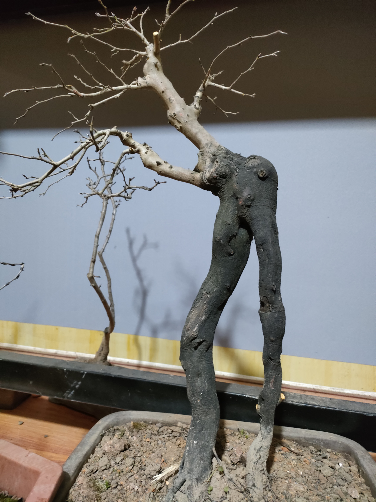 原生母桩老鸭柿