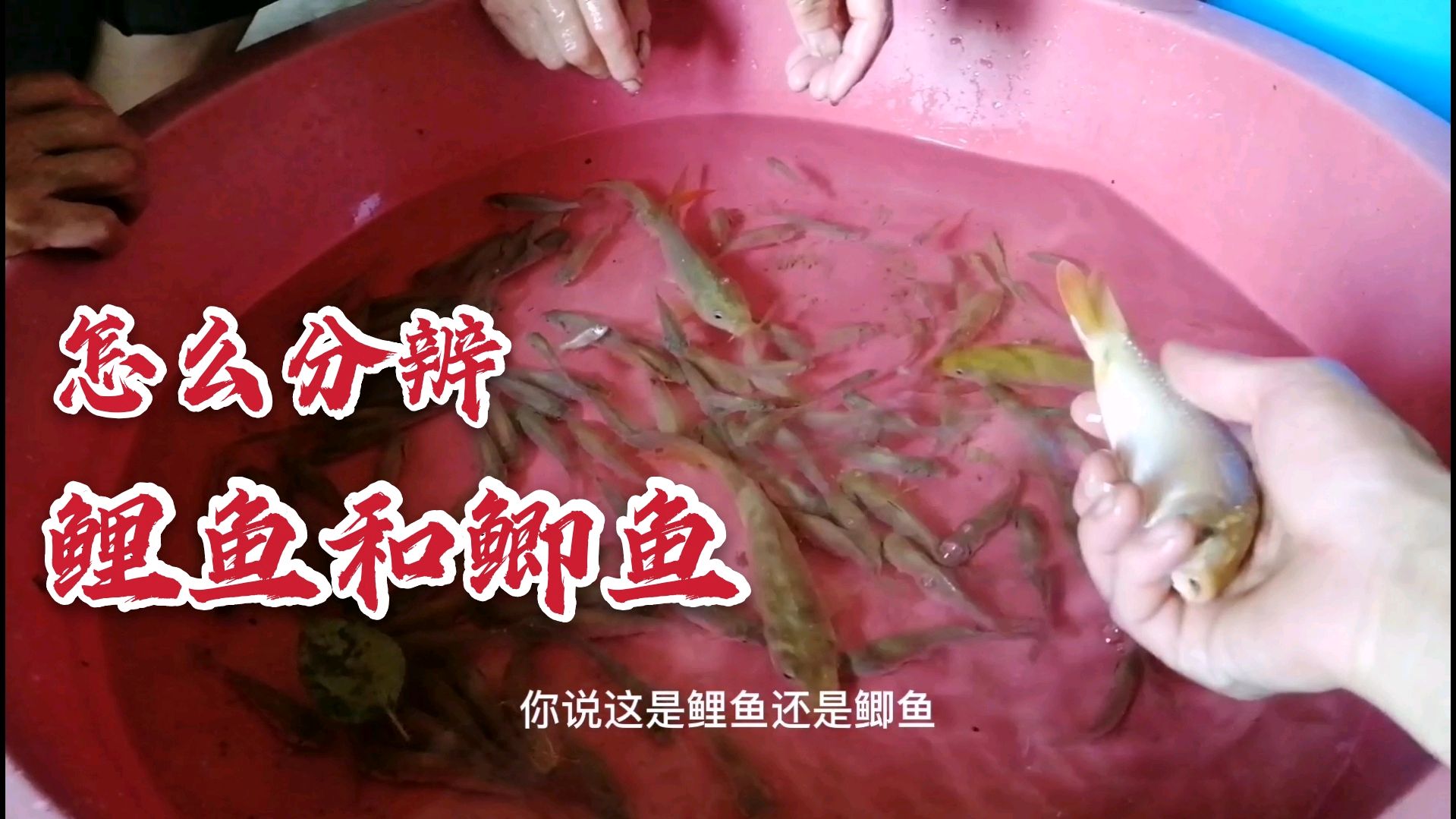 以前分不清鲤鱼和鲫鱼,今天总算明白了