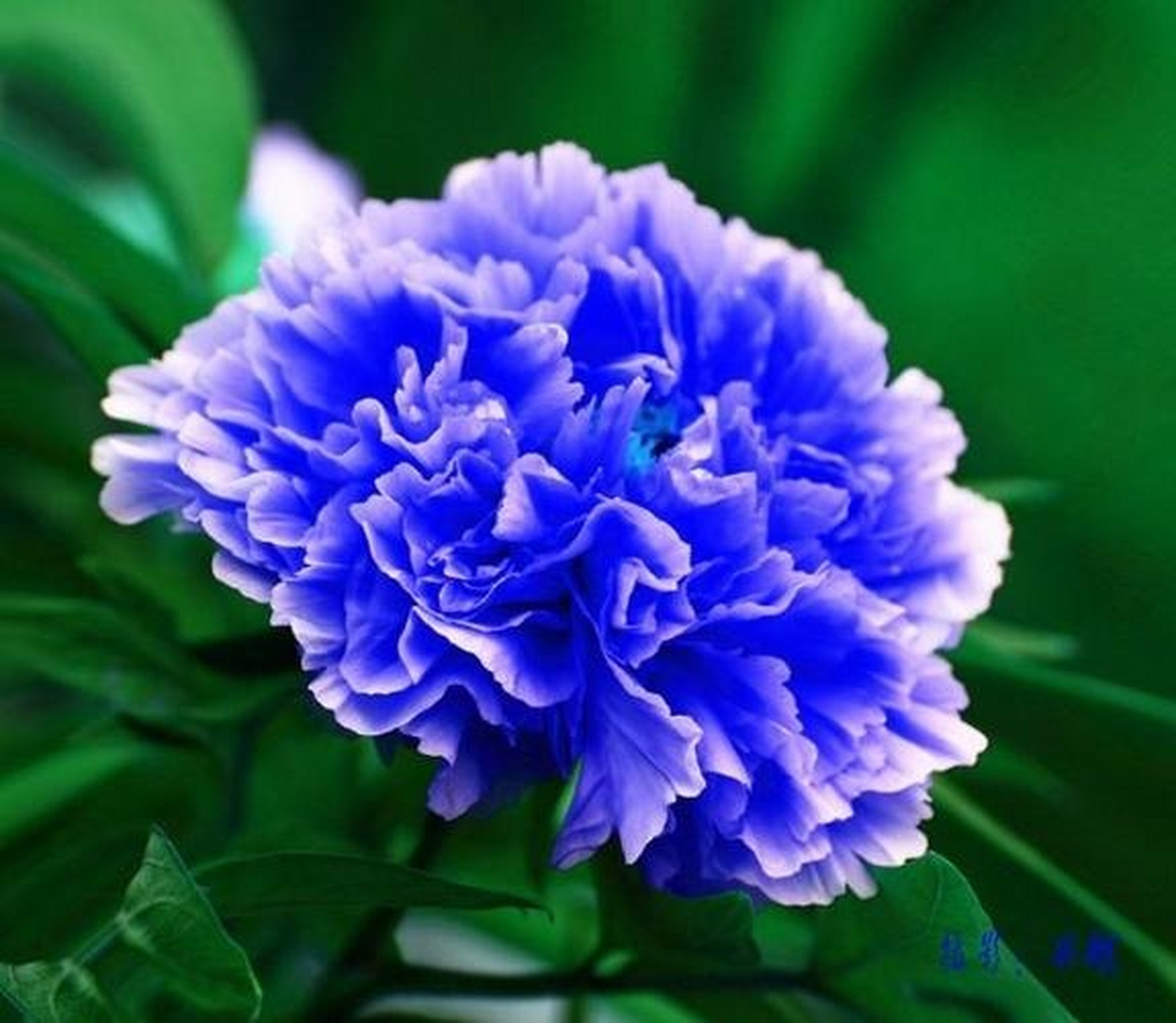 绝美冷艳的蓝牡丹开出一片蓝色的海洋 牡丹花的赞歌——《牡丹之歌》