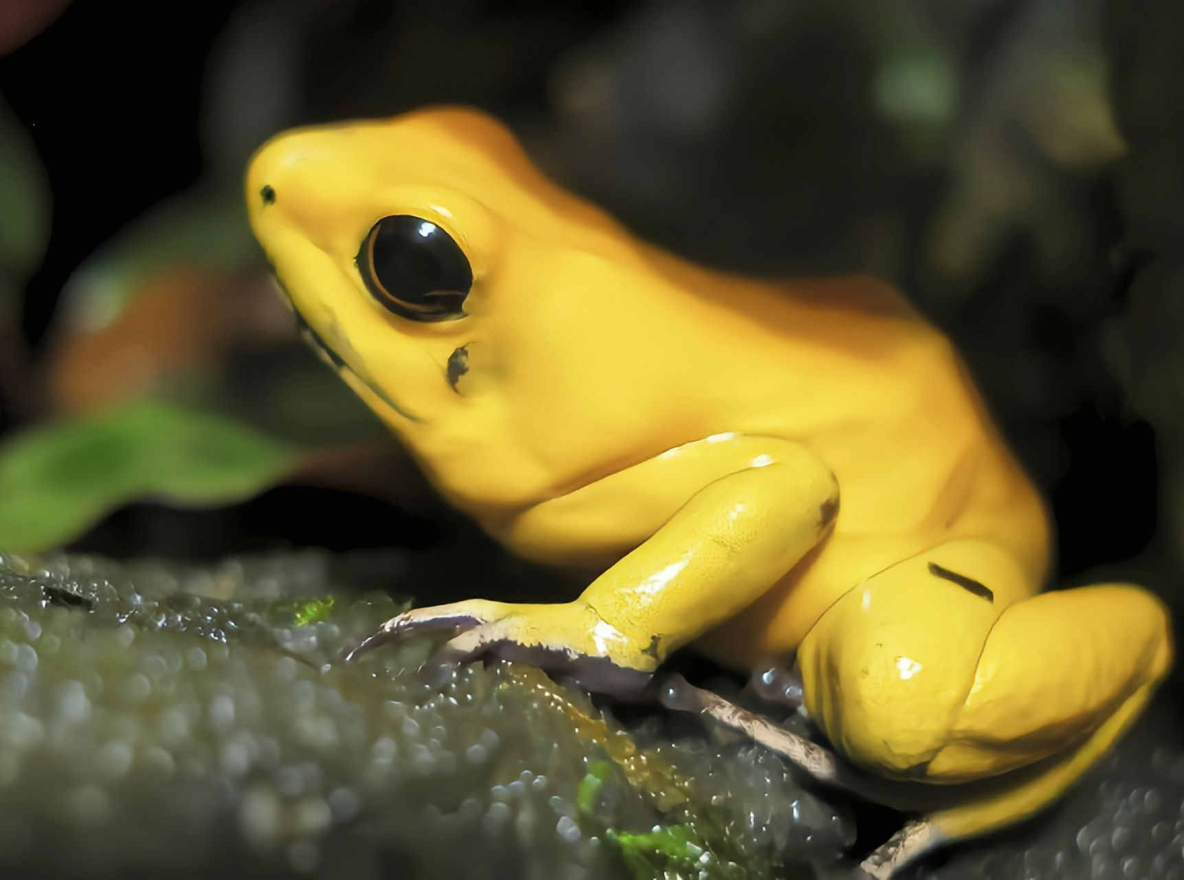 每天认识一种动物——金色箭毒蛙 黄金箭毒蛙别名金色箭毒蛙,原产于