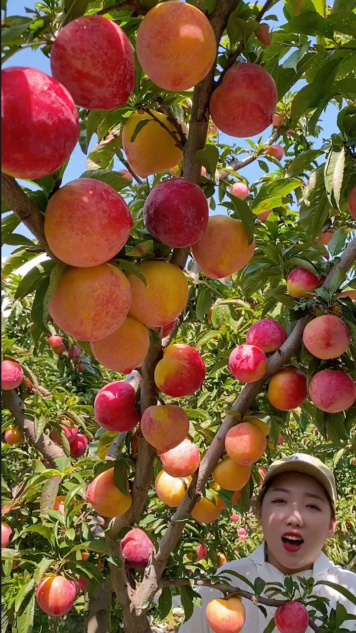 国峰十七李子苗,适合南北方种植的李子树,基地挖苗成活高