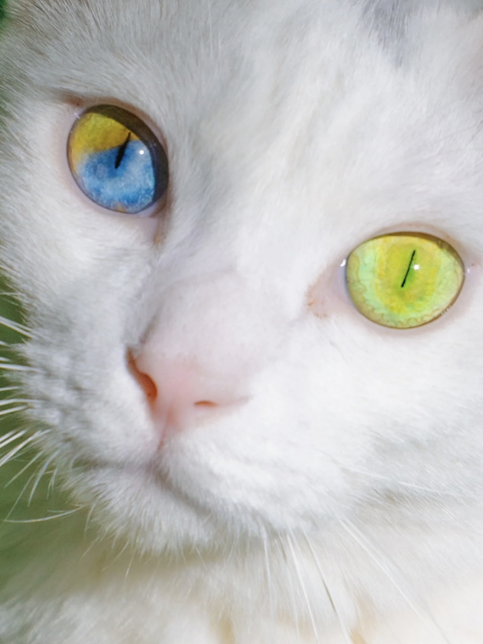 太罕见|四色异瞳的绝美猫猫[吃鲸]