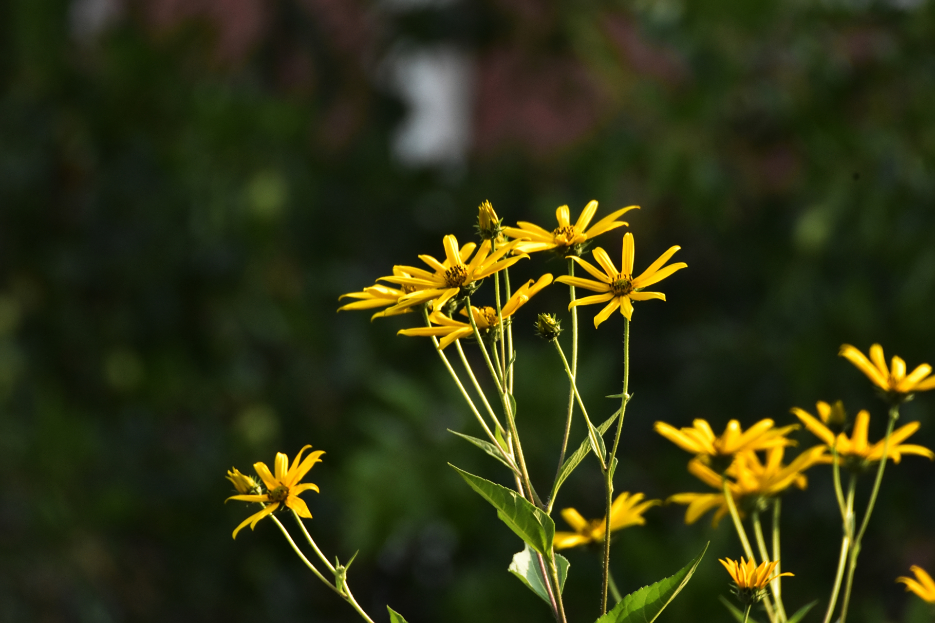 九月动态激励计划# 姜不辣的花