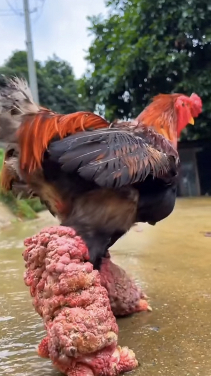 网友:这是世界最贵的鸡,东涛鸡也叫龙鸡,来自越南的天价鸡爪,鸡爪比