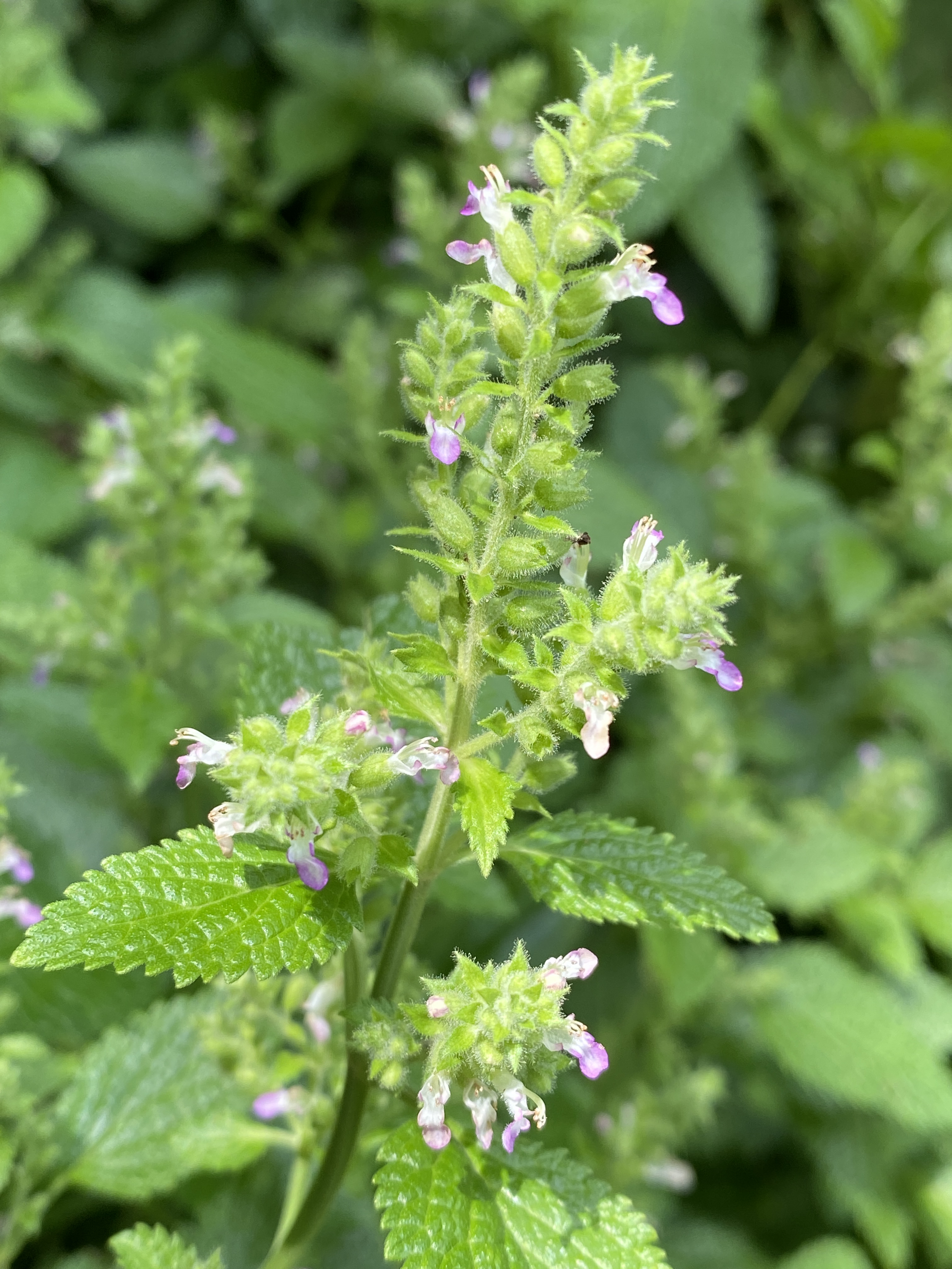 原来血见愁长这样,它是唇形科香科科属多年生草本植物,叶子长得像薄荷