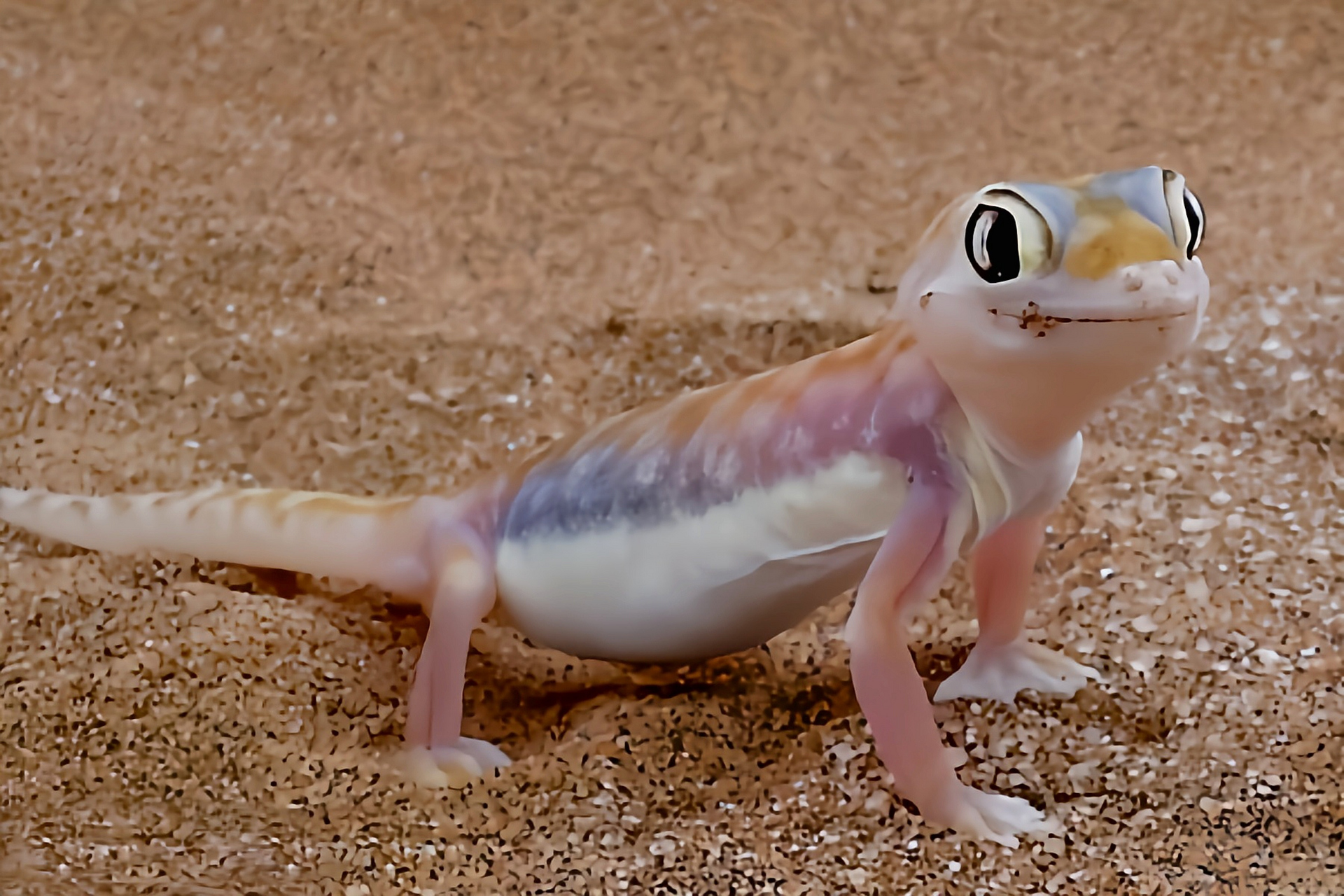 每天认识一种动物——阔趾虎 阔趾虎原产于非洲南部纳米比亚,全长10