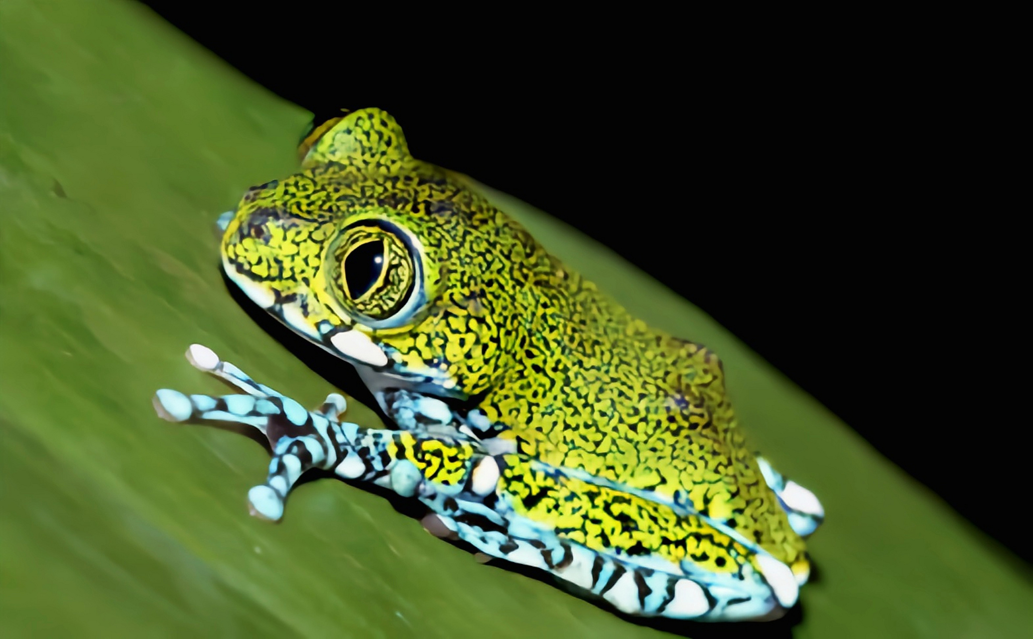 每天认识一种动物——孔雀树蛙 孔雀树蛙别名虫纹小黑蛙,非洲大眼树蛙