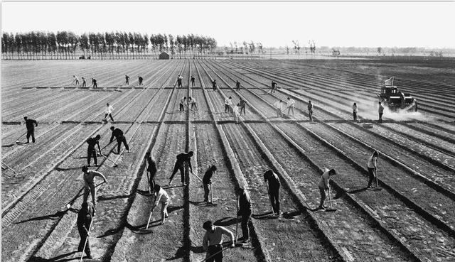 上世纪老照片:七十年代人们在地里收割粮食,集体劳动场面壮观