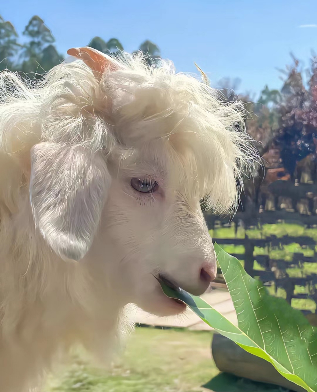 有刘海的小羊羊