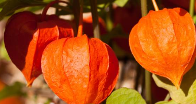 南非醉茄的功效与作用