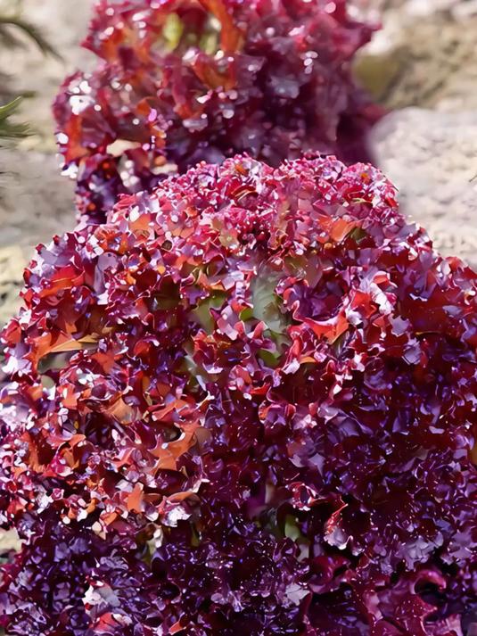 家庭种植紫叶生菜要点!