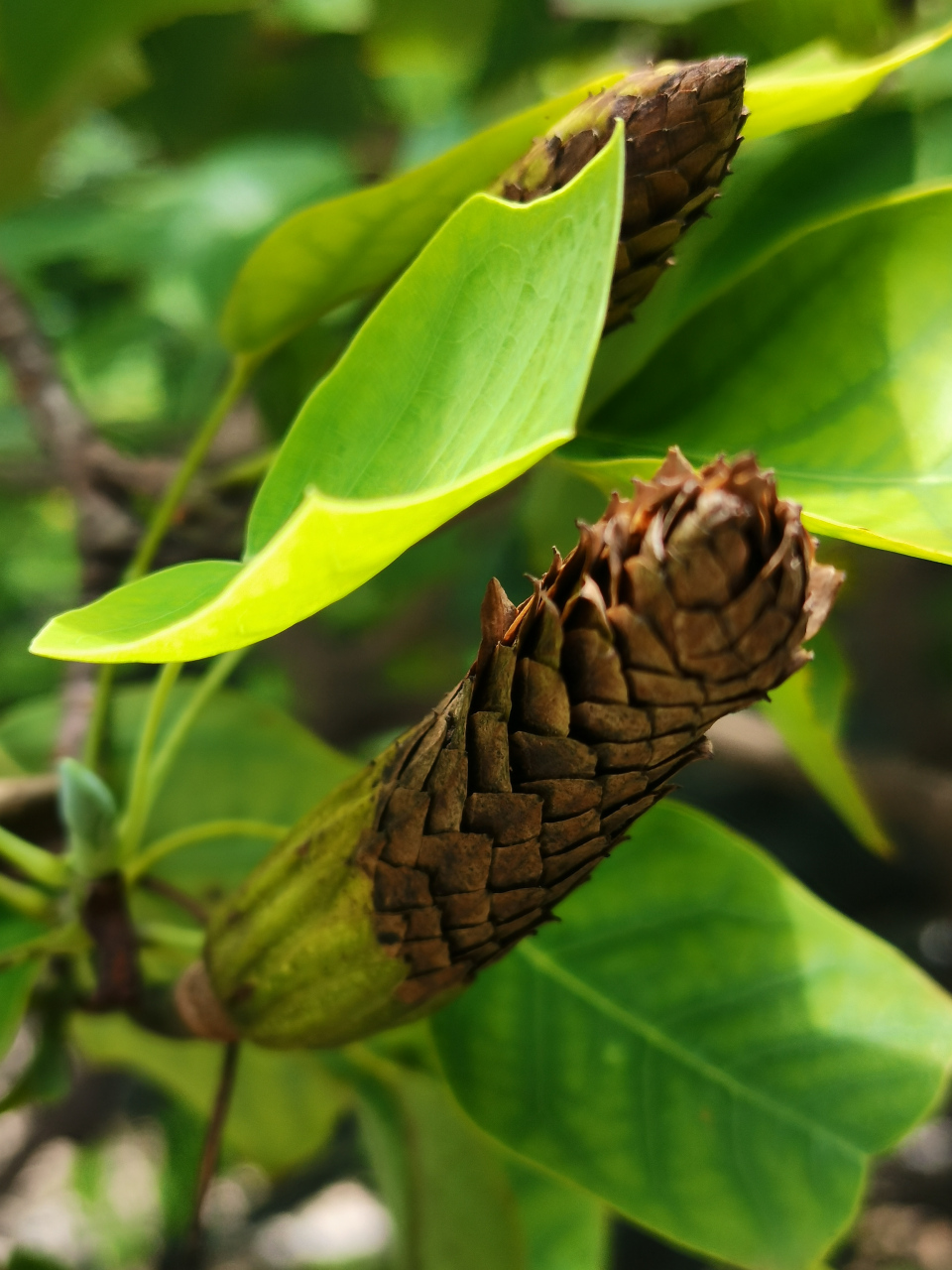 鹅掌楸  🌲别名:马褂木,双飘树 🌲木兰科鹅掌楸属乔木植物. 🌲