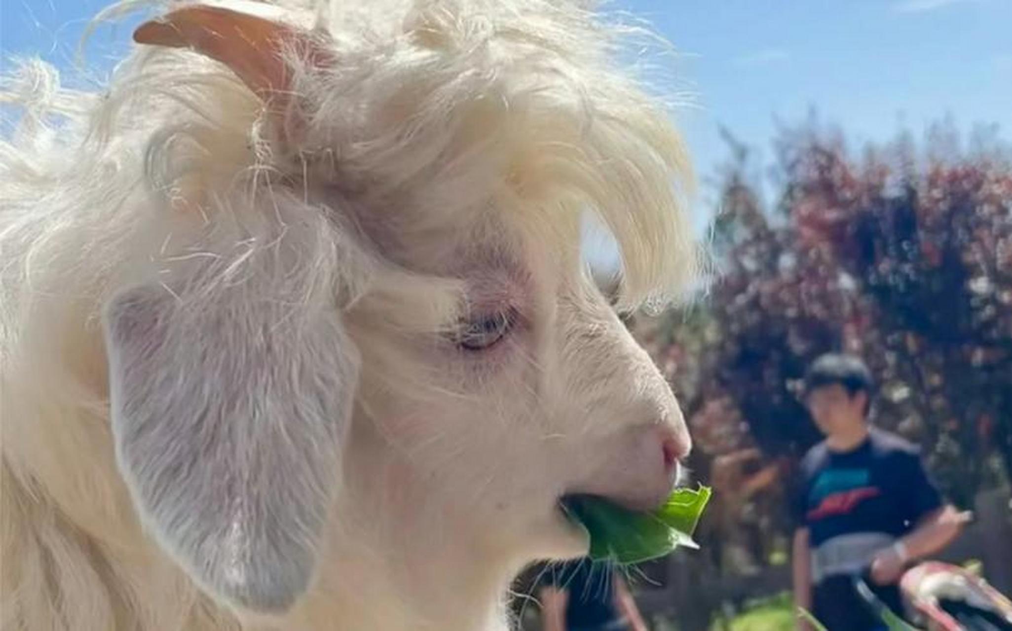 头一次见到这么帅的羊,忧郁中透露着贵族的气质