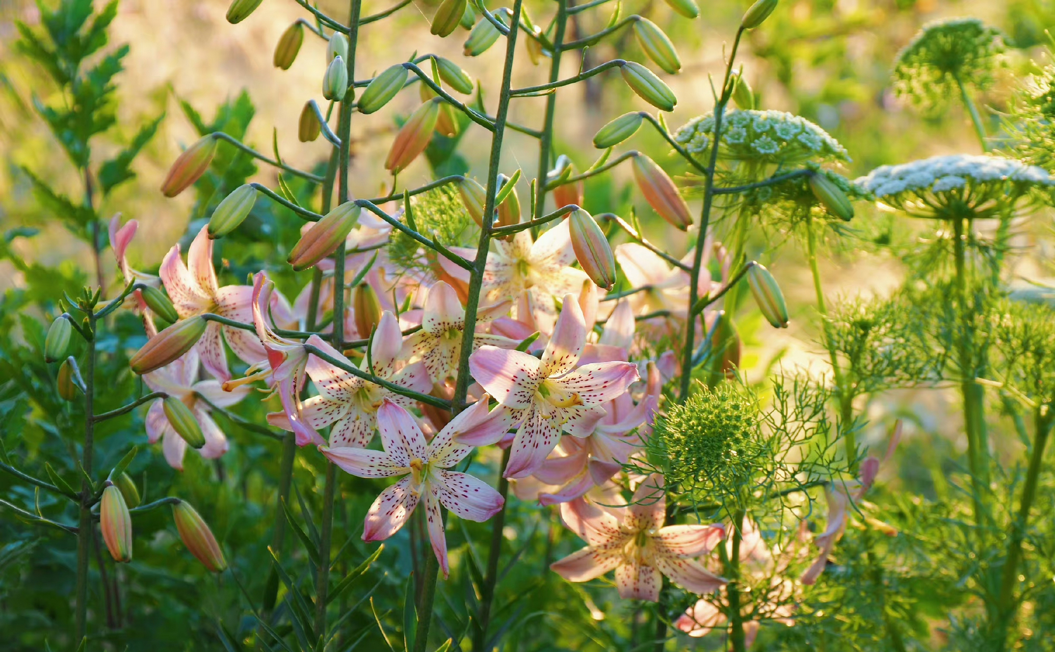 百合花饰,顶着高温开了～ 我对你的爱就像百合花的花语一样,纯洁而