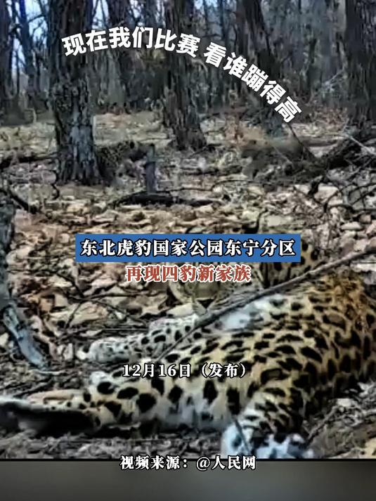东北虎豹国家公园东宁分区再现四豹新家族
