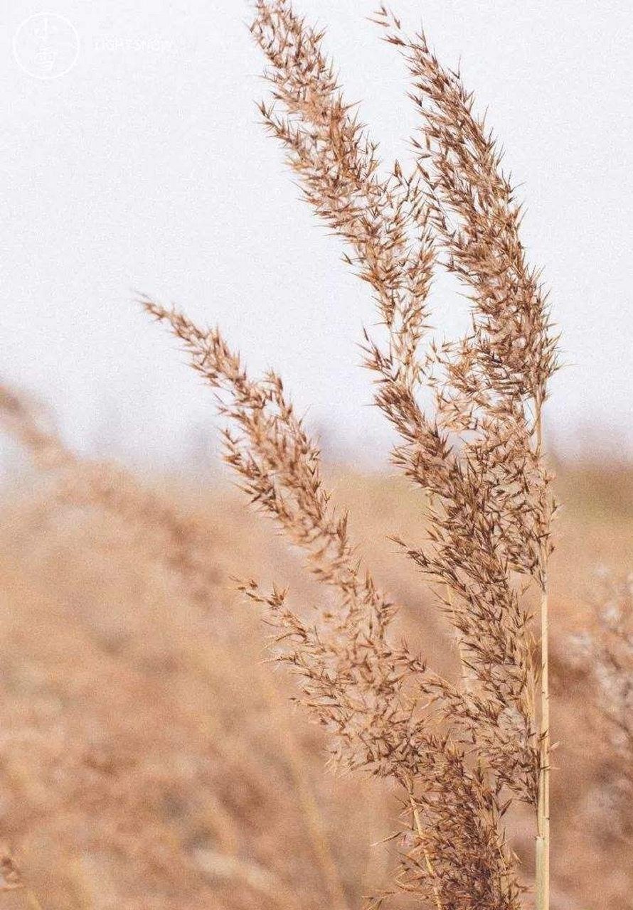 墙上芦苇,山中竹笋图片