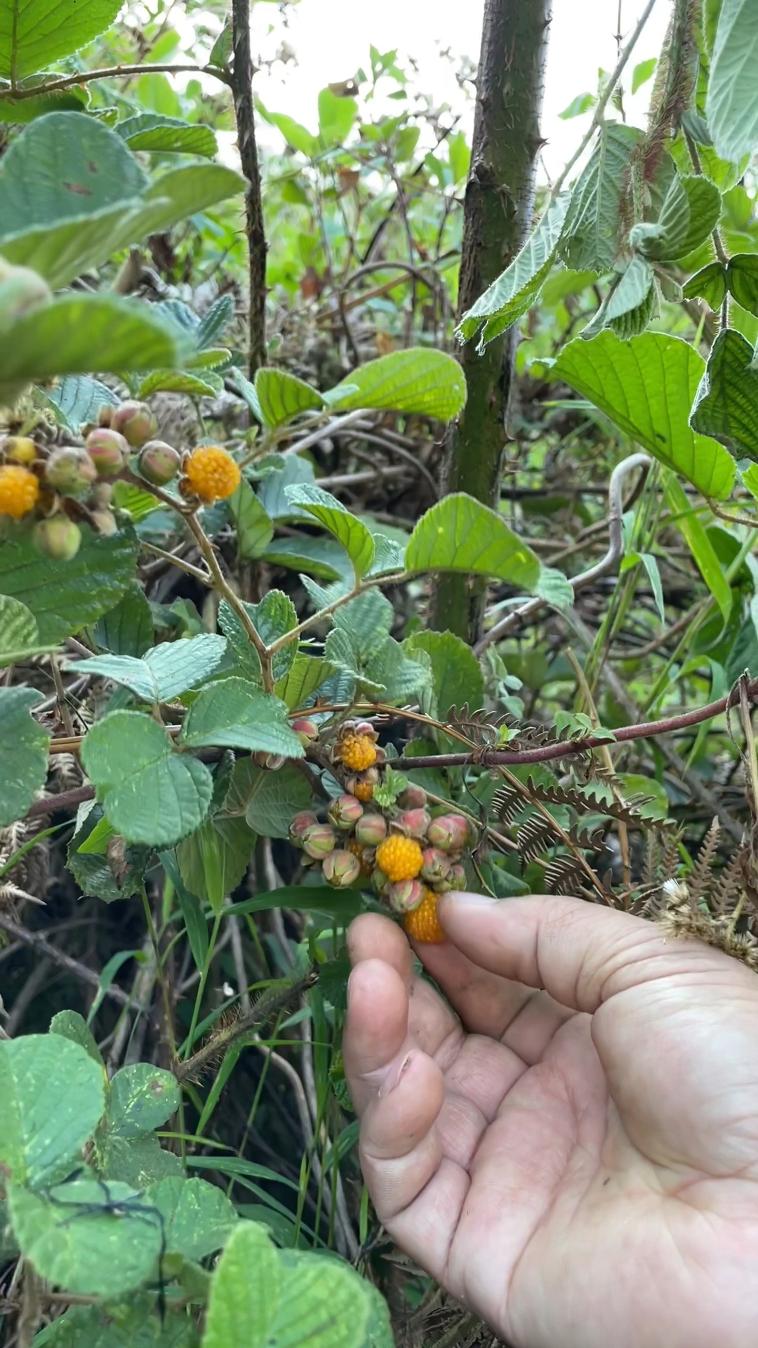 栽秧泡,又甜又大个,想吃的就来,过了这个村就没有那个店了