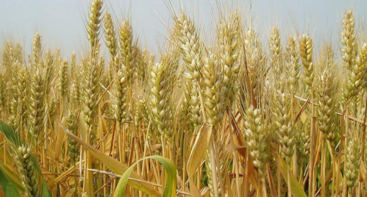 不可错过,龙麦808小麦品种特征特性全解析