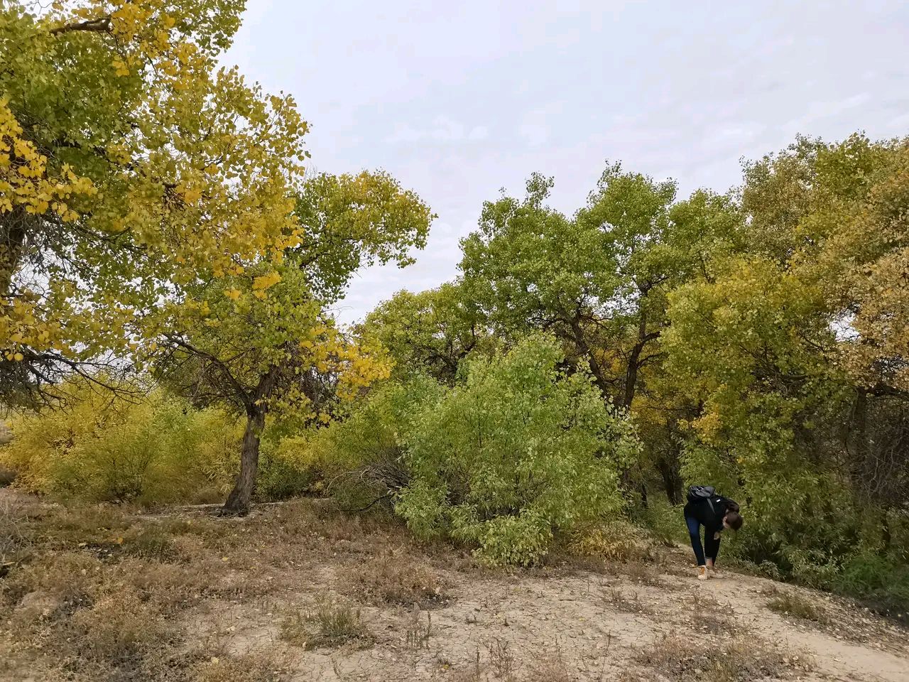 离乌鲁木齐最近的昌吉老龙河胡杨林景区