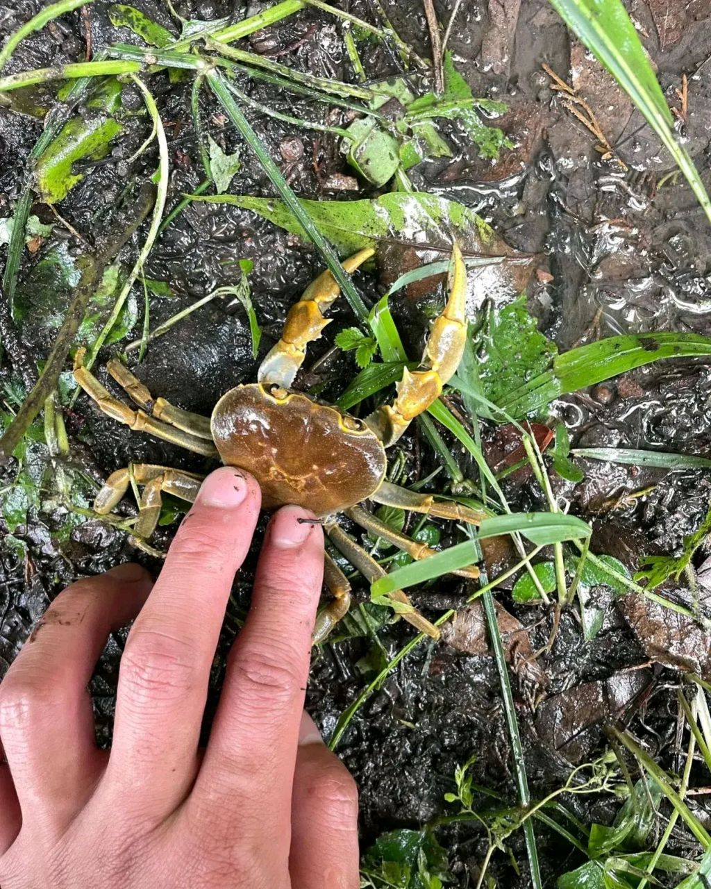 但不知道这种农村土螃蟹能不能吃,有没有蟹黄呢?