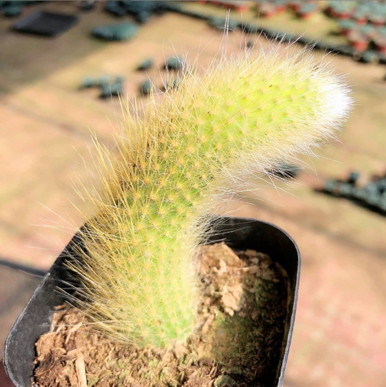 控制浇水量和施肥量,保持适宜温度,预防病虫害.[原文:九尾狐多