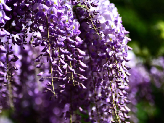 各式各样漂亮的紫色花,也很适合养在家里,看上去很美