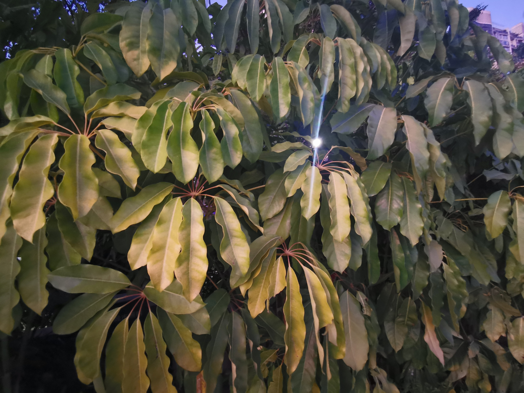 辐叶鹅掌柴枝叶密集,碧绿苍翠,株形丰满,叶形奇特,仿如一把把绿色的