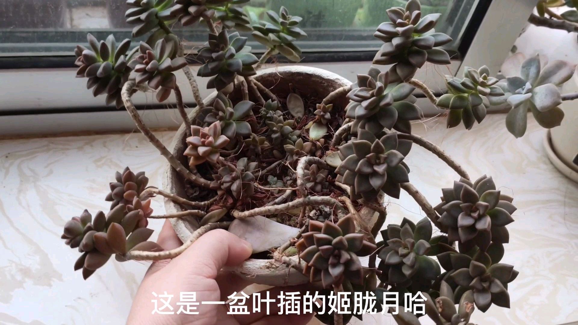 红泥盆里叶插的多肉姬胧月,经过三年已经长成老桩,美美哒