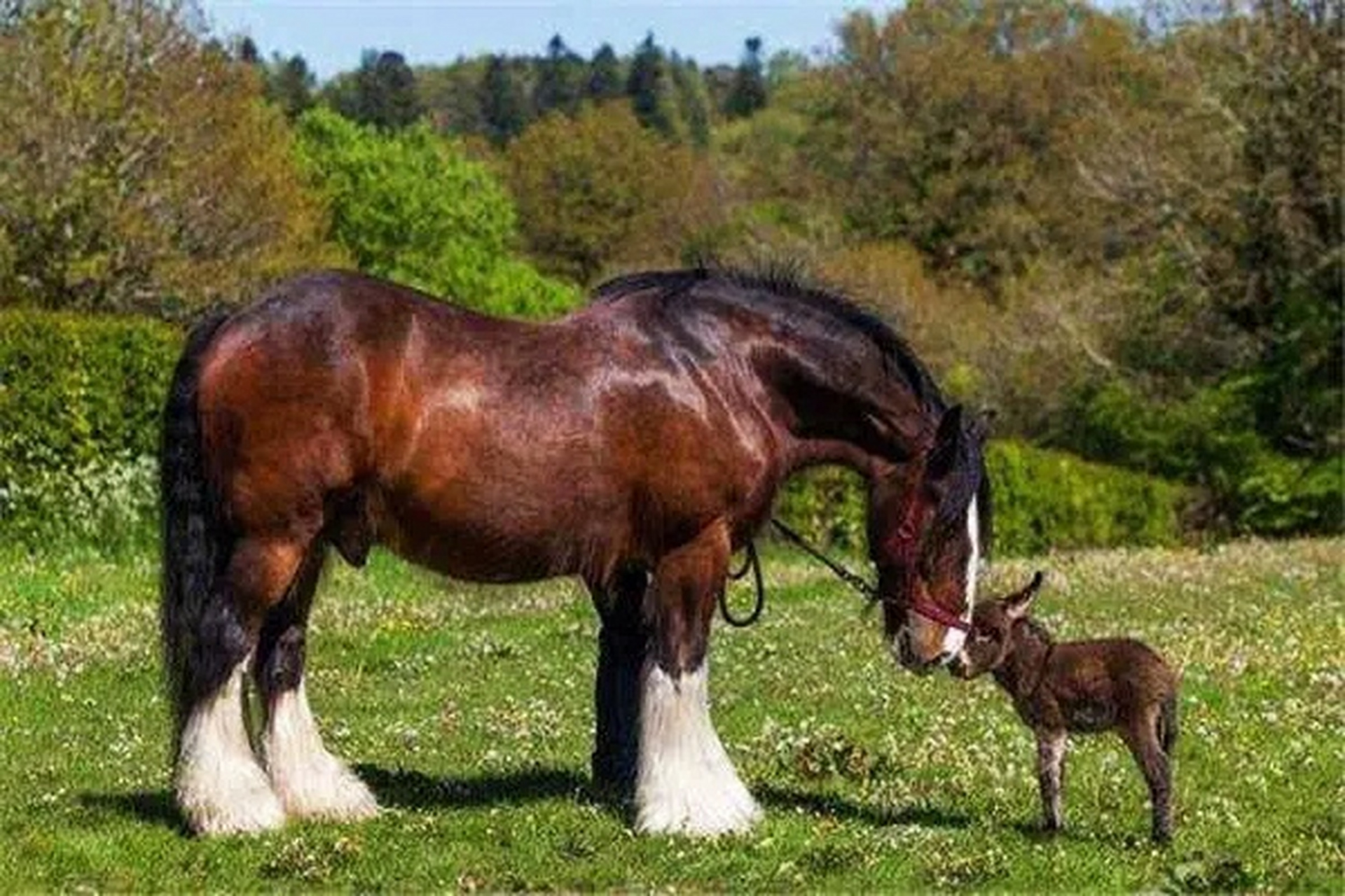 夏尔马——理想的坐骑,马中赤兔,可以轻松拉动5吨货物,体型健硕,行走