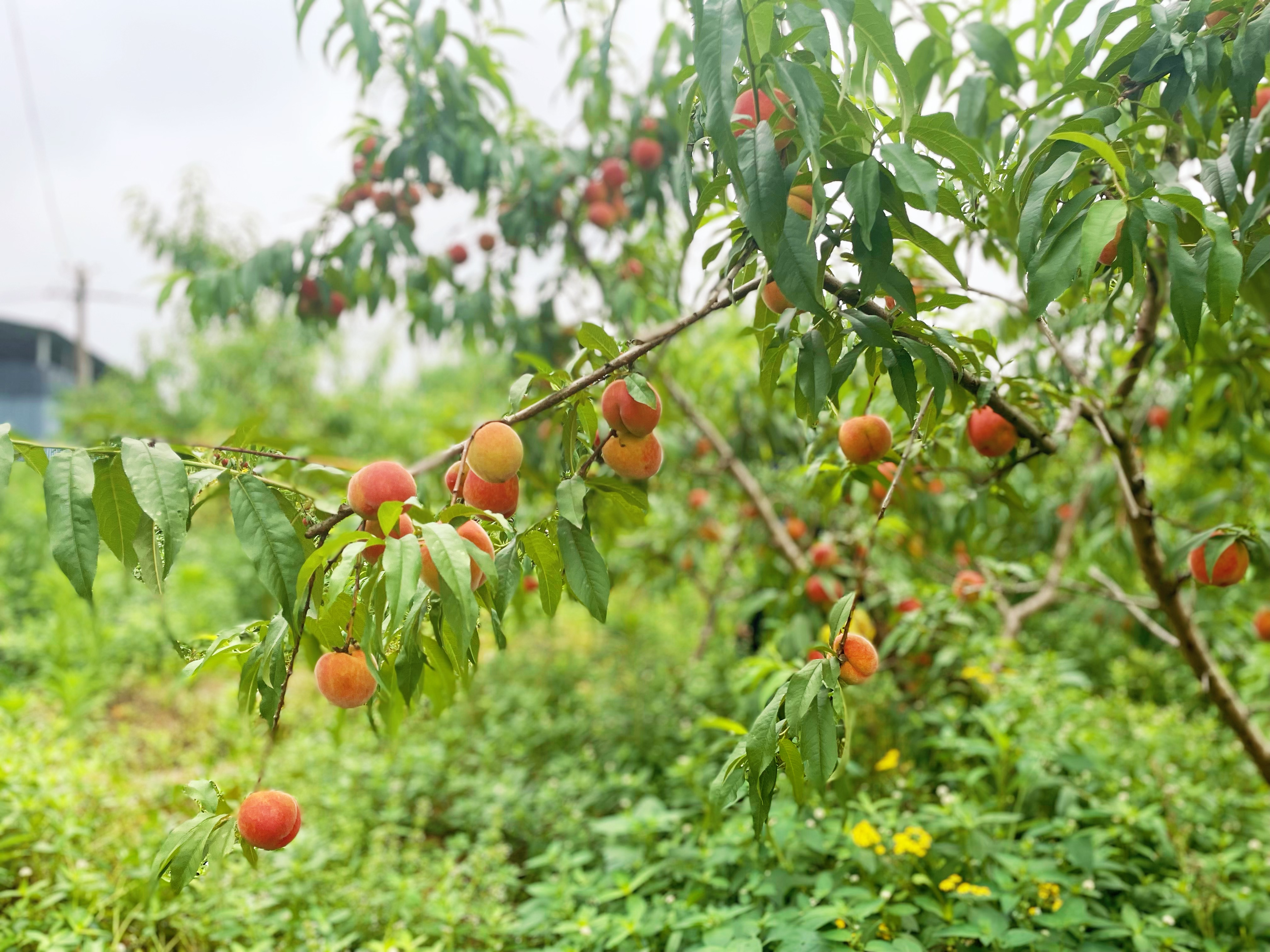 铜梁:1园200个品种 这里的桃子邀您来采摘