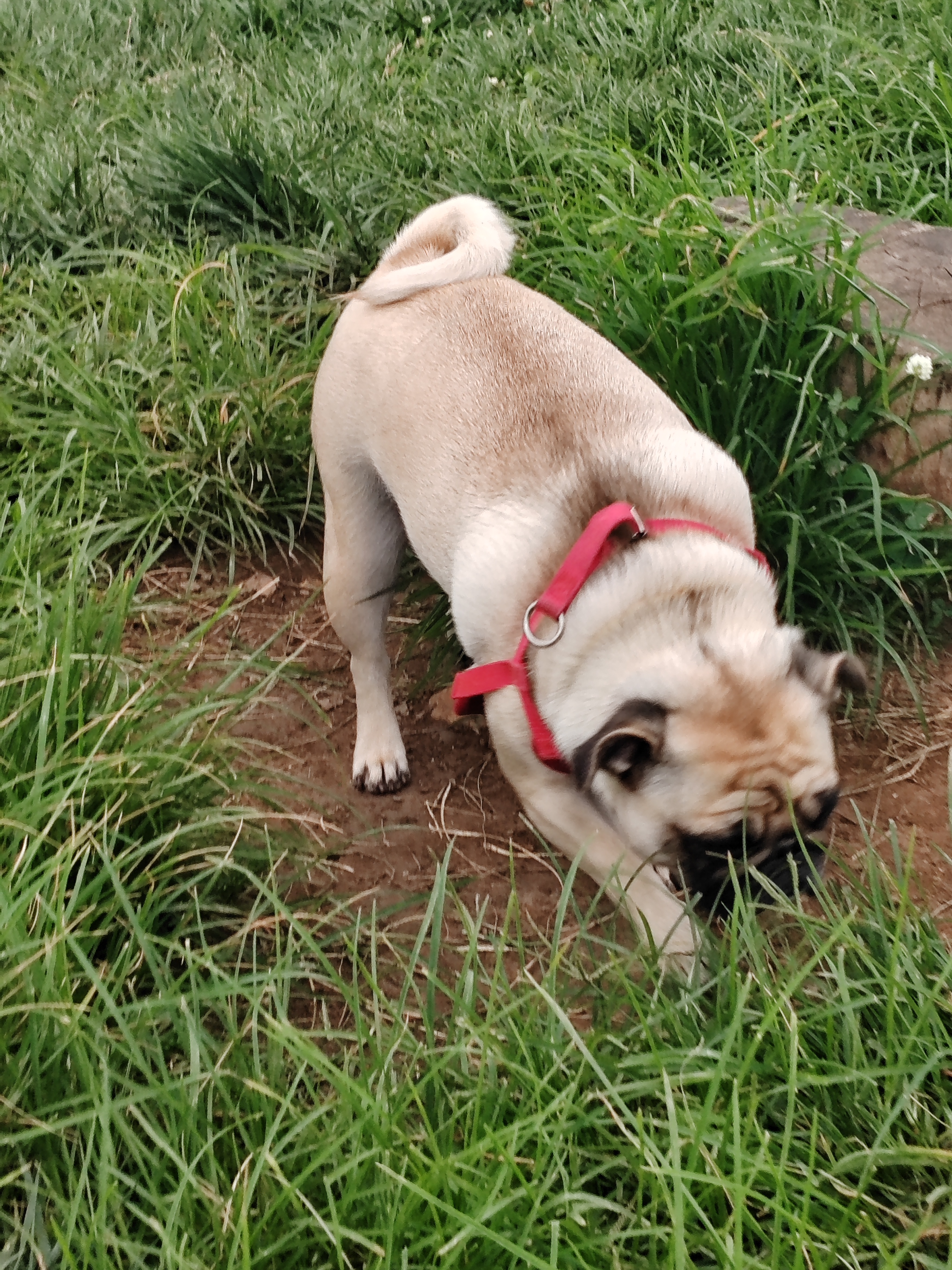 肉嘟嘟的巴哥犬宠物犬写真摄影图片