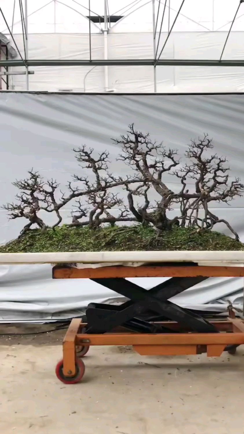 老辣的过桥雀梅,喜欢收藏的仔细看-度小视