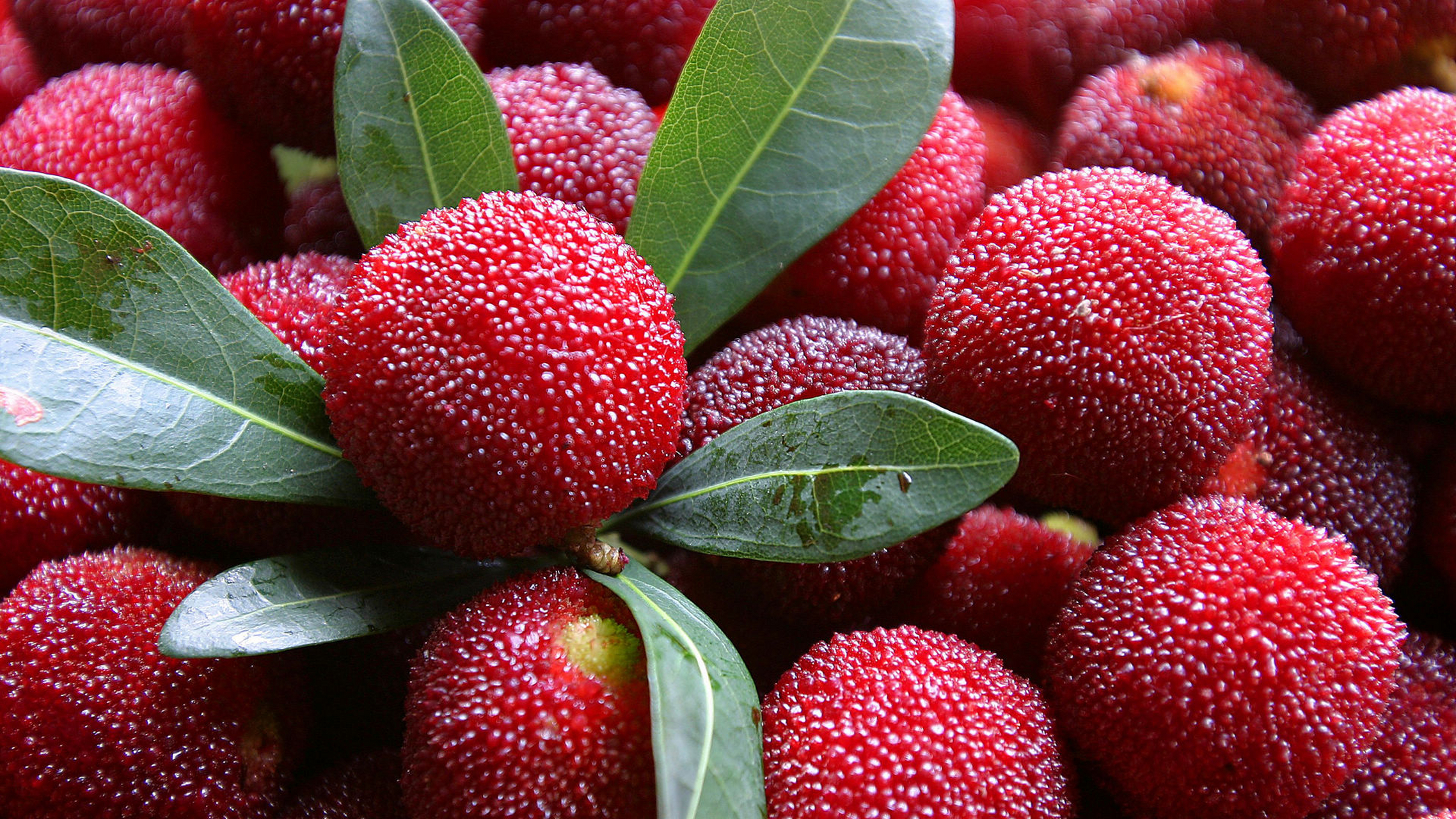 杨梅是一种营养丰富的水果,含有多种维生素和矿物质,如维生素c