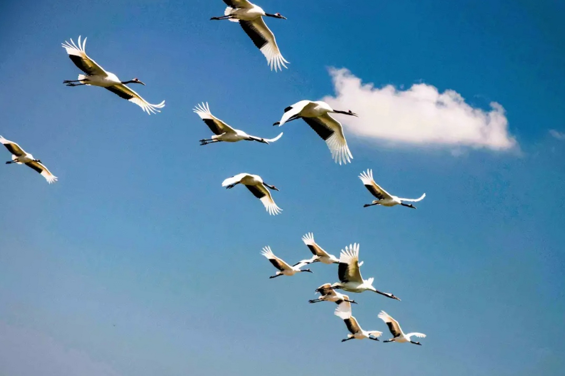 祥云飘飘万里0269♂15仙鹤翱翔天空07今见吉祥如意9090