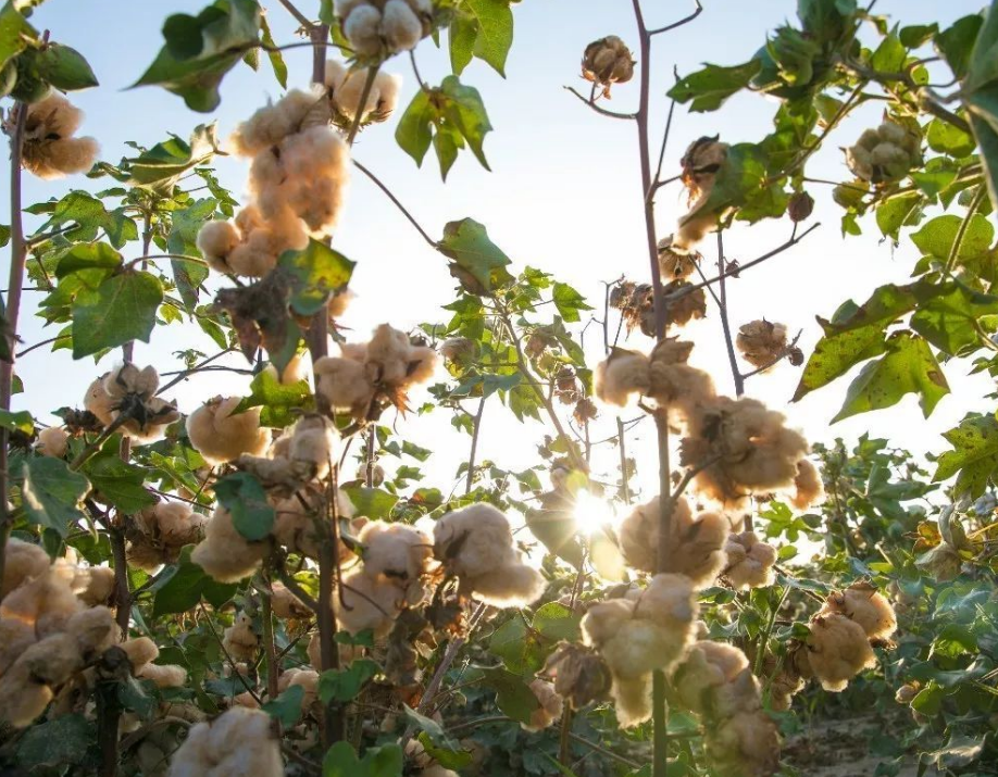 棉花种植过程中,如何进行科学管理?整枝打顶也是关键