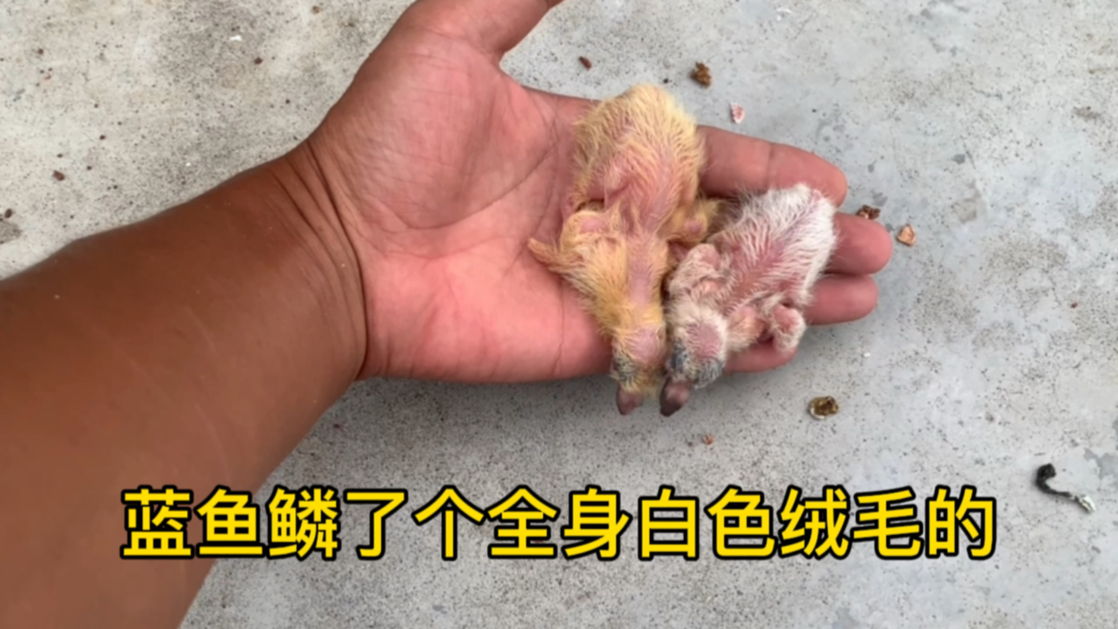 蓝鱼鳞出了个全身白色绒毛的小鸽子